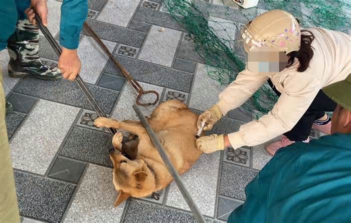 Xuất hiện ổ dịch chó dại tại thành phố Hạ Long, Quảng Ninh
