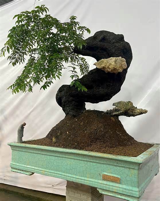 Cơn sốt săn lùng cây muội hồng chơi cảnh