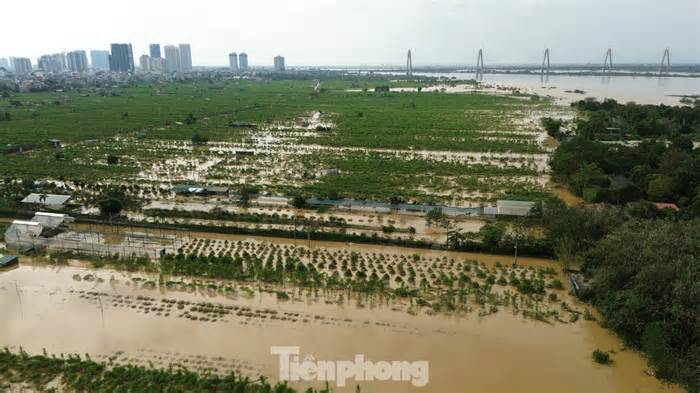 Hà Nội hỗ trợ tiền cho người trồng đào, quất