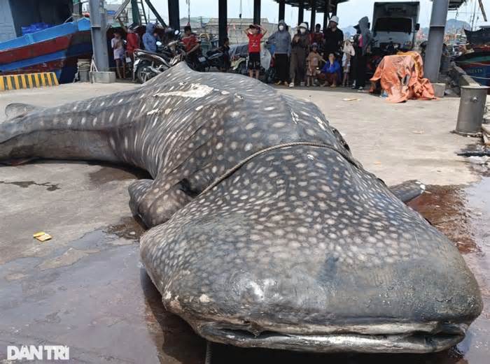 Xác cá voi dài 8m dạt vào bờ biển Nghệ An