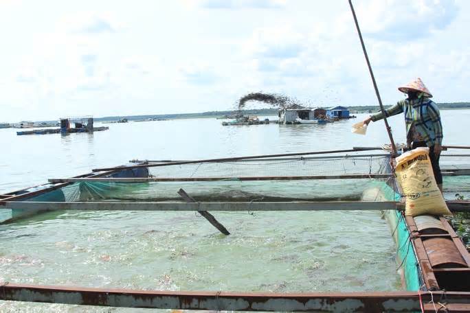 Cấm khai thác thủy sản ở hồ Dầu Tiếng trong 1 tháng