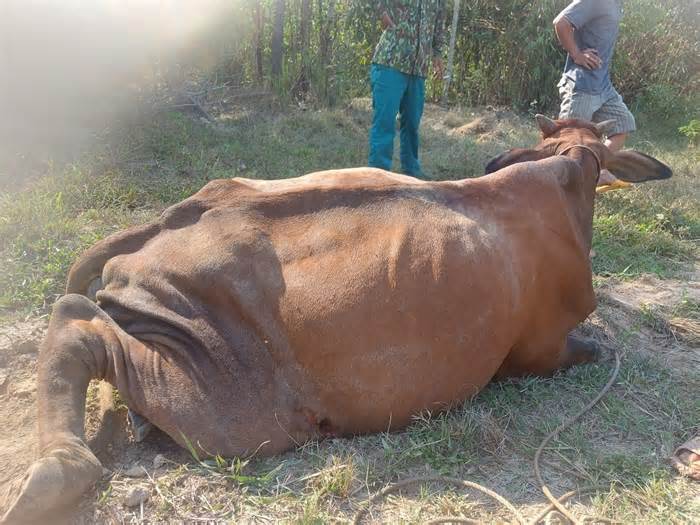 Đồng Nai: Một người dân chăn bò bị voi rừng tấn công gây thương tích nặng