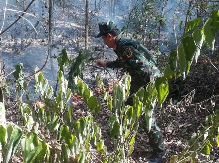 Gần 10 hecta rừng keo ở Quảng Ngãi chìm trong biển lửa hơn 4 tiếng đồng hồ