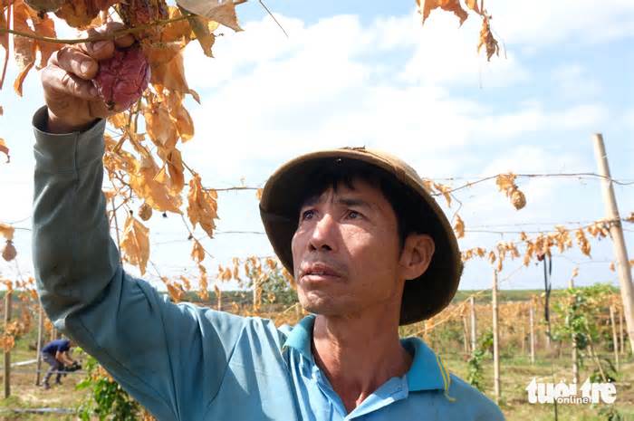 Thiệt hại cả trăm triệu đồng vì bị kẻ gian cắt gốc vườn chanh dây, sầu riêng