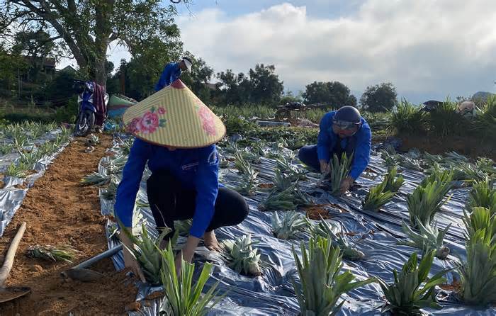 Sắc xanh tình nguyện đội nắng giúp người dân trồng dứa