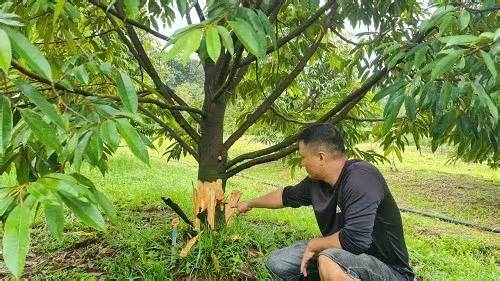 Phó Chủ tịch Lâm Đồng chỉ đạo điều tra các vụ phá hoại cây trồng