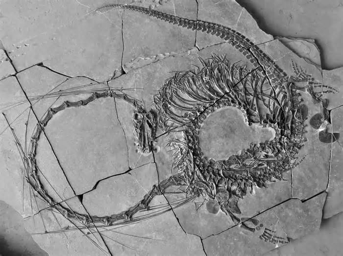 Hóa thạch 'rồng Trung Quốc' sống cách đây 240 triệu năm