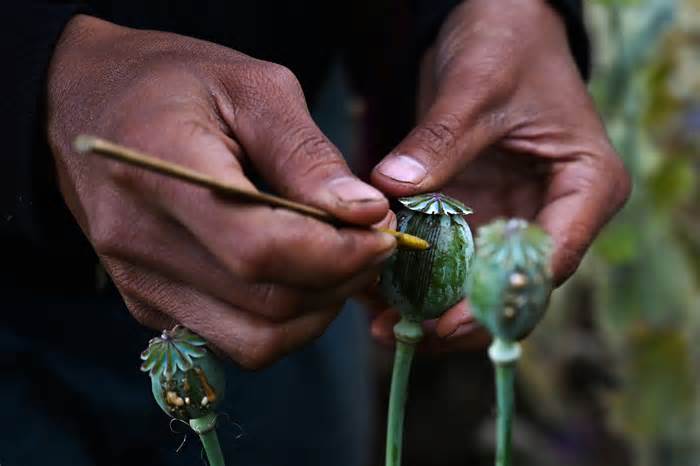 LHQ nói Myanmar sản xuất nhiều thuốc phiện nhất thế giới