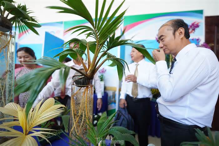 TPHCM: Độc đáo bonsai dừa ở Bình Chánh