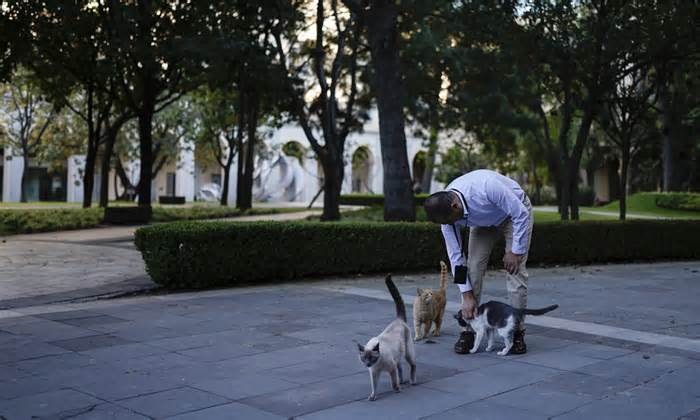 Mexico ra lệnh chăm sóc trọn đời 19 con mèo trong dinh tổng thống