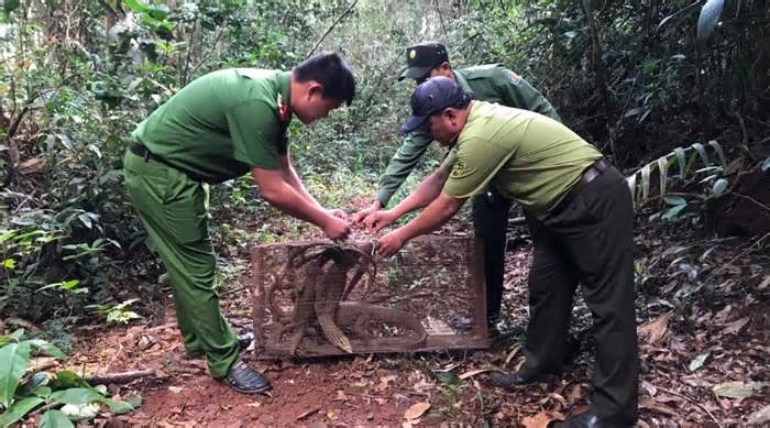 Đắk Nông thả nhiều động vật hoang dã, quý hiếm về rừng