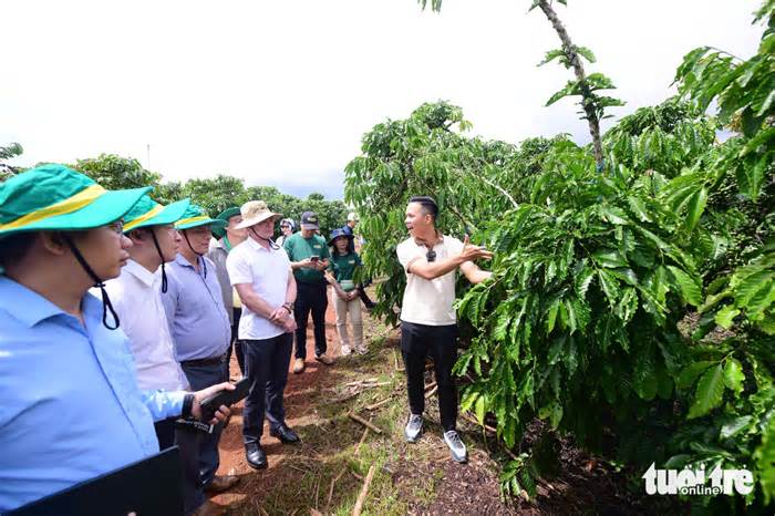 Thăm trang trại cà phê Robusta trĩu quả tại Lâm Đồng