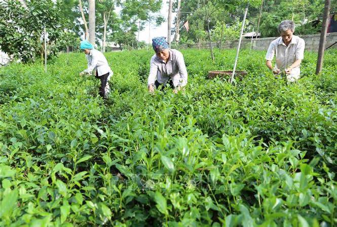 Nhiều hộ dân thoát nghèo, làm giàu từ mô hình kinh tế bền vững