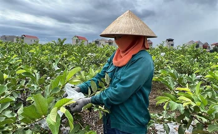 Người dân ở Thanh Hóa thu hàng trăm triệu mỗi năm nhờ trồng ổi