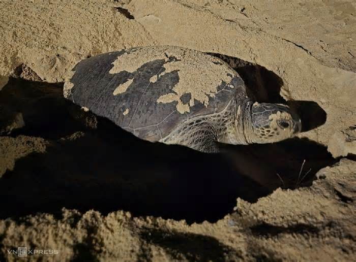 Rùa mẹ lần thứ 4 lên bờ biển Quy Nhơn đẻ trứng