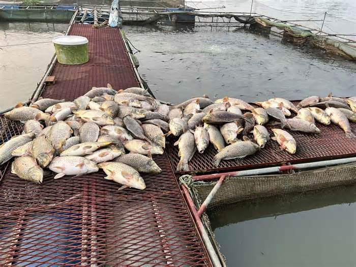 Hàng trăm tấn cá lồng của người dân Hải Dương bất ngờ chết trắng