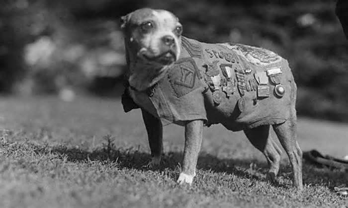 Chó hoang trở thành trợ thủ đắc lực cho lính Mỹ trong Thế chiến I
