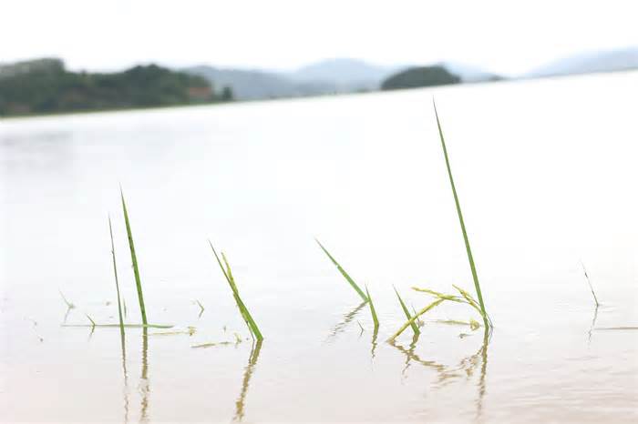 Nước lũ dâng gây ngập, chia cắt cục bộ thôn bản ở Quảng Bình