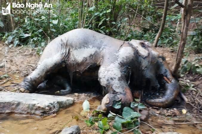 Nghệ An: Phát hiện voi chết trong rừng tại huyện Thanh Chương