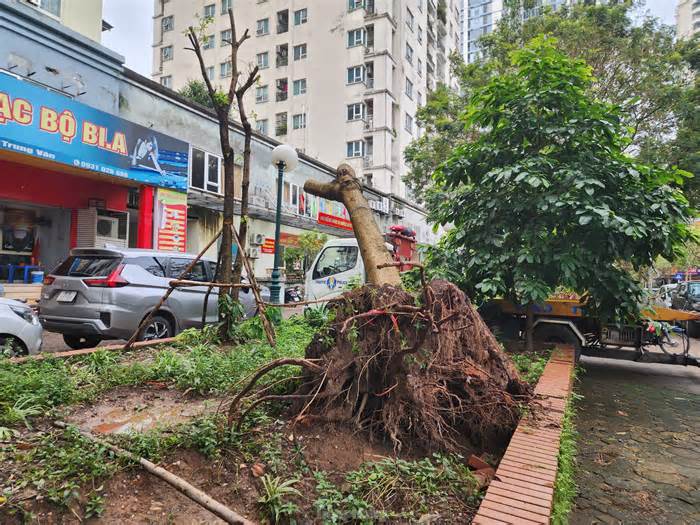 Hà Nội: Người dân khu đô thị ngỡ ngàng vì loạt cây xanh sống sót sau bão bị đốn hạ