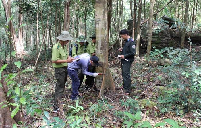 Phú Quốc xử lý nghiêm nạn phá rừng, trồng mới hàng nghìn ha rừng