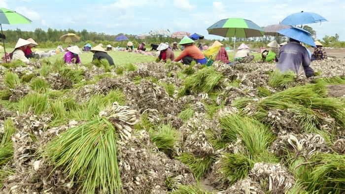 Miền Tây trúng củ kiệu đầu mùa, lại thêm trúng giá