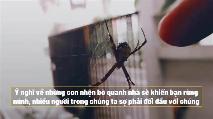 5 lý do thu hút nhện đến nhà bạn