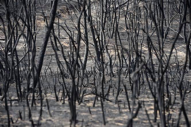 Lửa vẫn tiếp tục bùng phát dữ dội, Cuba chưa kiểm soát được cháy rừng