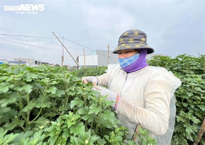 Thủ phủ hoa cúc miền Trung vào vụ Tết, nông dân bội thu