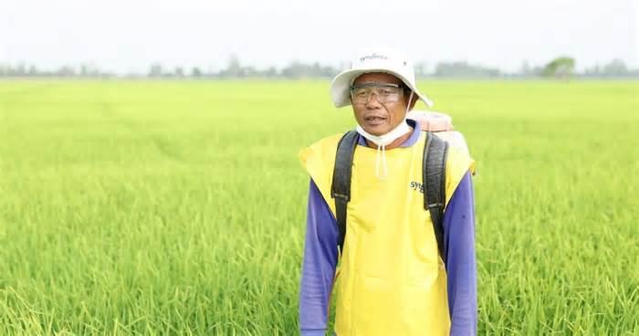 Hơn 1.000 nông dân đánh giá tốt hiệu quả thuốc diệt rầy dạng cốm