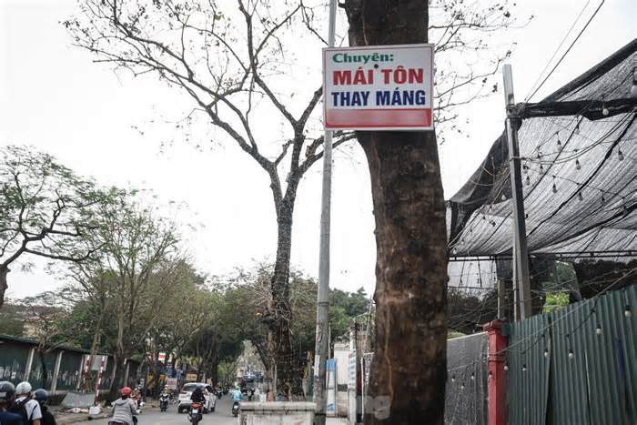 Hàng loạt cây xanh ở Hà Nội bị đóng đinh giăng đèn, treo bảng hiệu