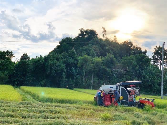 Lo ngại cơn bão số 3, nông dân hối hả gặt dù lúa chín chưa tới