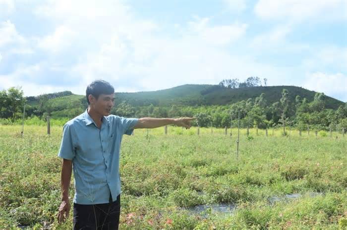 Nông dân Hà Tĩnh thoát nghèo nhờ trồng sâm bố chính