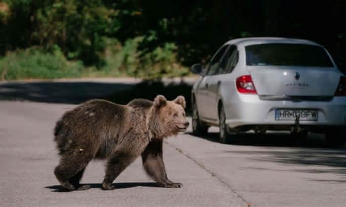 Romania tiêu hủy gần 500 con gấu nâu sau cái chết của nữ du khách 19 tuổi