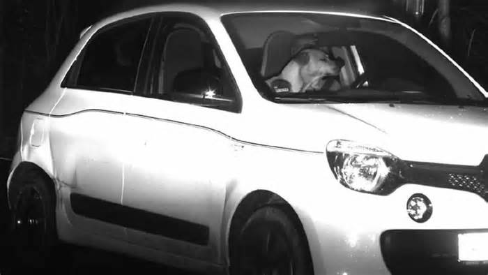 Chó 'lái xe' trong ảnh phạt nguội, cảnh sát bối rối