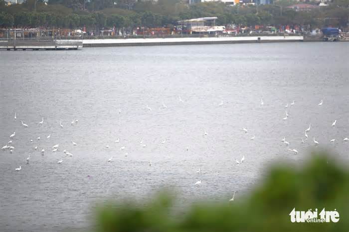Cò về kín bãi bồi sông Hàn, vẽ nên bức tranh yên bình giữa lòng Đà Nẵng