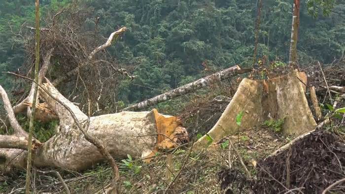 Phá rừng tại Quảng Bình: Sẽ khởi tố để xử lý nghiêm vi phạm