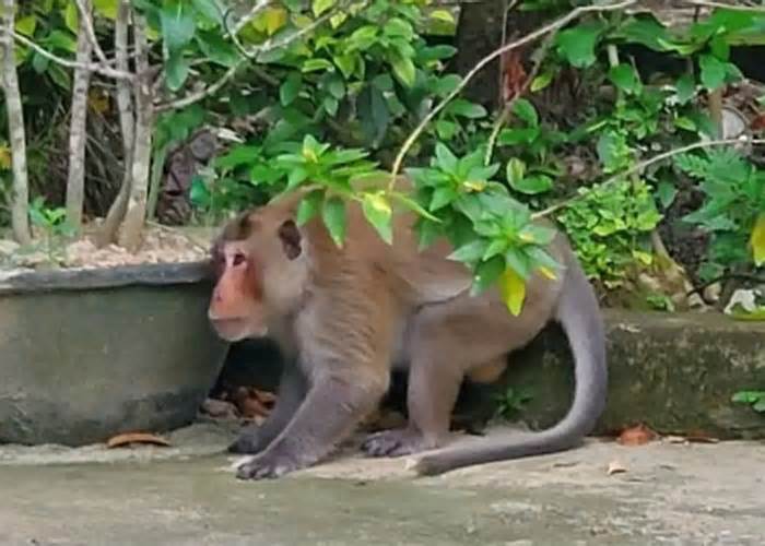 Khỉ hoang tấn công nhiều người ở Vĩnh Long bị bắt