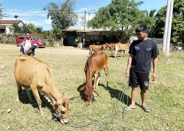 Kon Tum yêu cầu kiểm điểm tập thể, cá nhân trong vụ 'cấp bò sinh sản sai quy định'