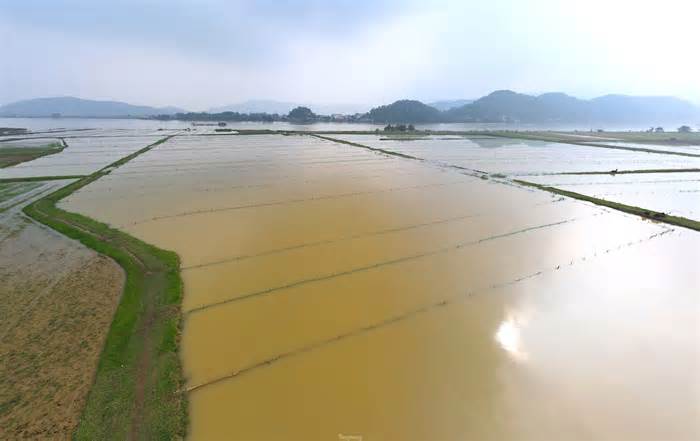 Người dân dựng cọc, chăng lưới chờ vớt 'lộc trời'