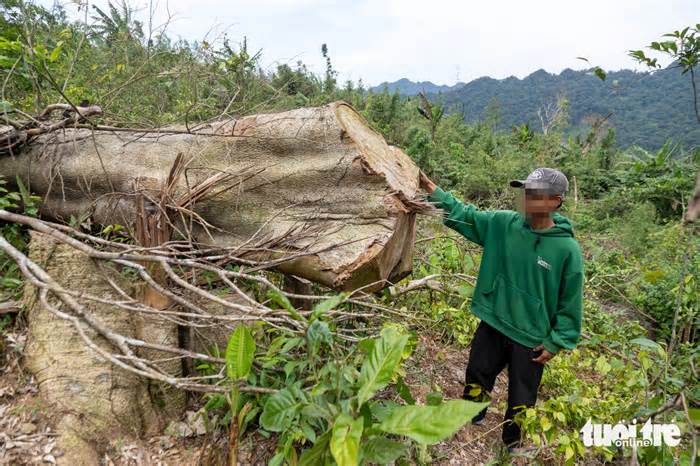 Hiện trường rừng tự nhiên hàng trăm cây to 2 - 3 người ôm bị chặt phá không thương tiếc