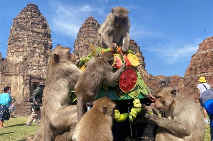 Lo ngại thành phố du lịch Thái Lan thành 'thị trấn ma' vì đàn khỉ