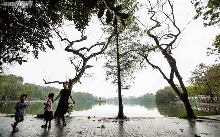 Hà Nội: Cận cảnh 3 cây sưa chết khô, nứt gốc bên hồ Gươm dự kiến sẽ chặt hạ
