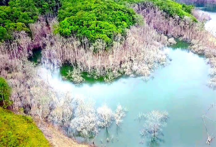 Lãnh đạo tỉnh Kon Tum chỉ đạo xử lý vụ thủy điện tích nước làm chết 25 ha rừng