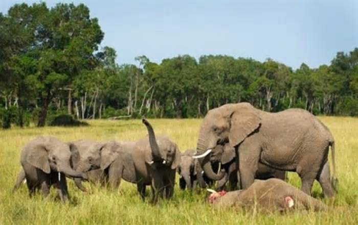 Hà Tĩnh: Phát hiện voi chết trong rừng, một đàn voi dữ đang vây quanh