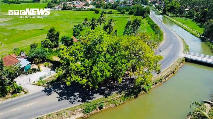 Bí ẩn 3 cây sộp trăm tuổi nằm giữa quốc lộ 25 qua tỉnh Phú Yên