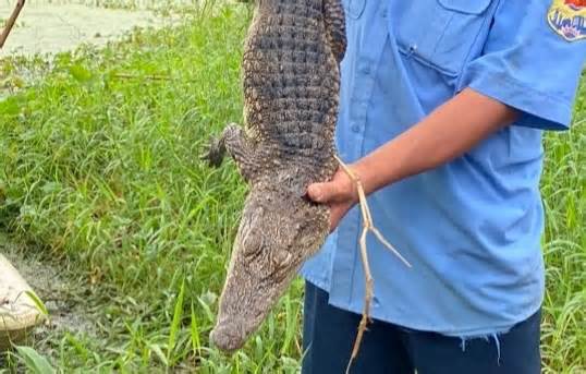 Tìm thấy toàn bộ cá sấu xổng chuồng trong công viên ở Kiên Giang