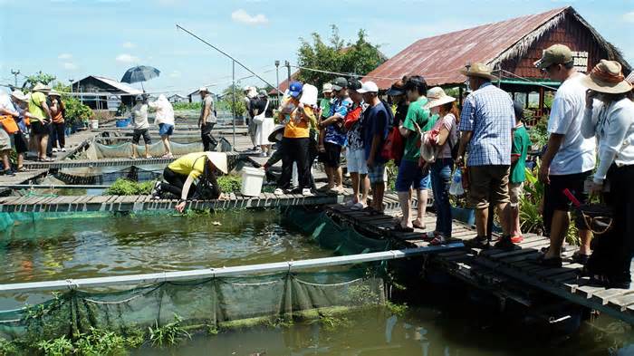 Lão nông cả đời bảo tồn cá quý trên dòng Mê Kông