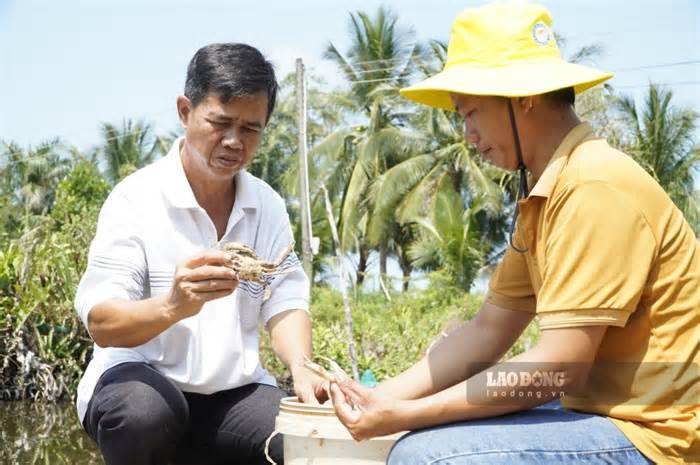 Về nơi hàng trăm ha tôm cua chết vì hạn mặn ở Kiên Giang