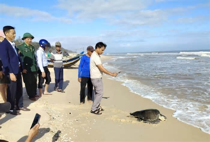 Cá thể rùa biển cổ đại vướng lưới ngư dân Quảng Trị